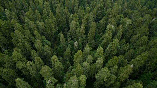 加州红杉(Sequoia sempervirens)和在红杉国家公园和国家公园的杰迪戴亚史密斯红杉国家公园区域的林下树的观点。视频素材