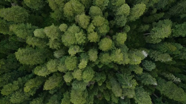 飞过红杉国家公园的巨型红杉林(Sequoia sempervirens)，红杉国家公园是联合国教科文组织世界遗产。视频素材