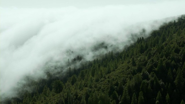 浓雾覆盖了生长在北加州山坡上的常绿森林。视频素材