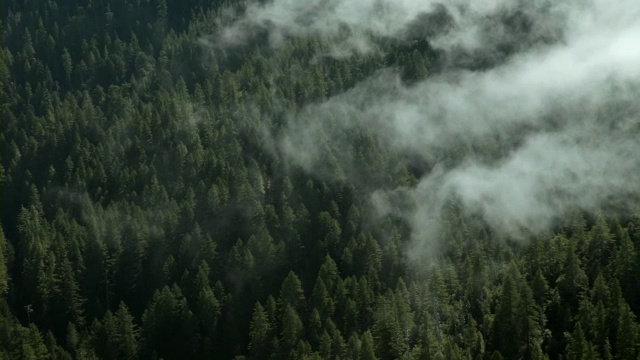 加州北部红杉林上空雾气蒙蒙。视频素材