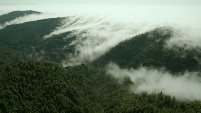 沿海的雾向东移动，越过克拉马斯山脉，进入北加州的一个红木森林山谷。视频素材