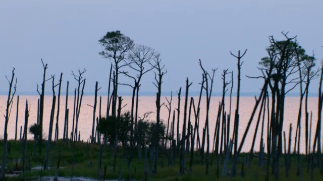 在密西西比的海湾群岛国家海岸，高大、光秃秃的树干映衬着柔和的蓝天。视频素材