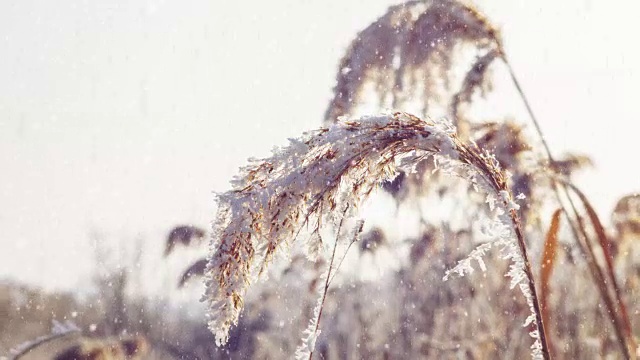 雪带着白霜落在冰冻的植物上。视频素材