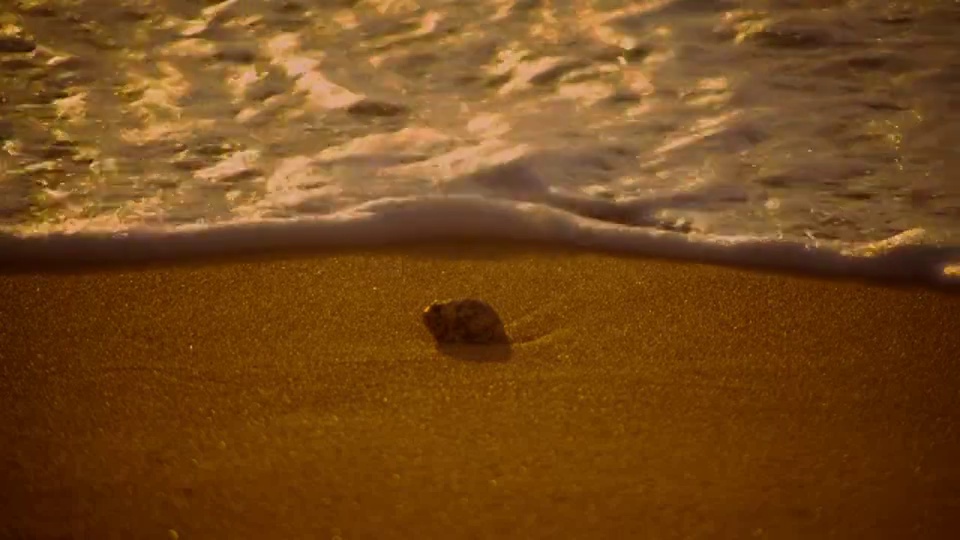 海浪卷向海滩上的贝壳。视频素材