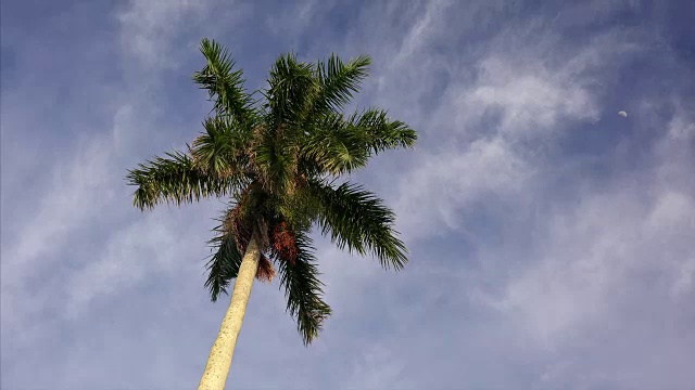 在佛罗里达西棕榈滩的蓝天下，椰子树在微风中摇摆视频素材