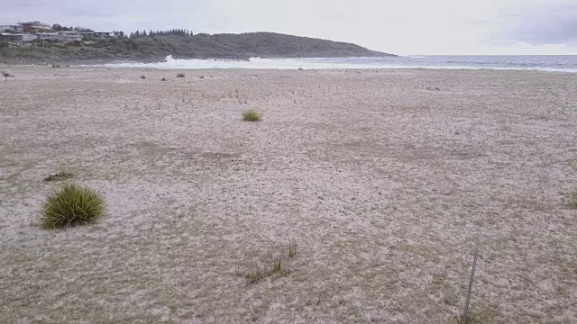 4K鸟瞰野生袋鼠和海滩，梅里海滩，基罗亚，新南威尔士州，澳大利亚视频素材