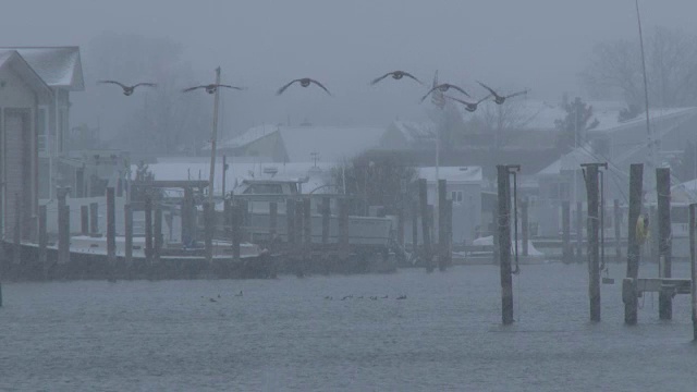 海鸥在大雪中飞翔，暴风雪，东北视频素材