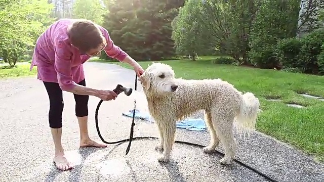 洗狗视频下载