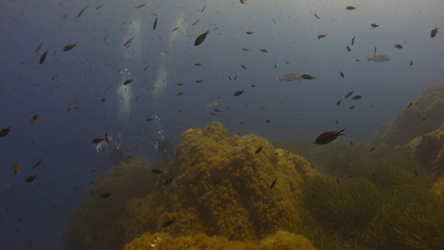 珊瑚礁和海洋生物视频素材