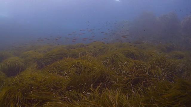 珊瑚礁和海洋生物视频素材