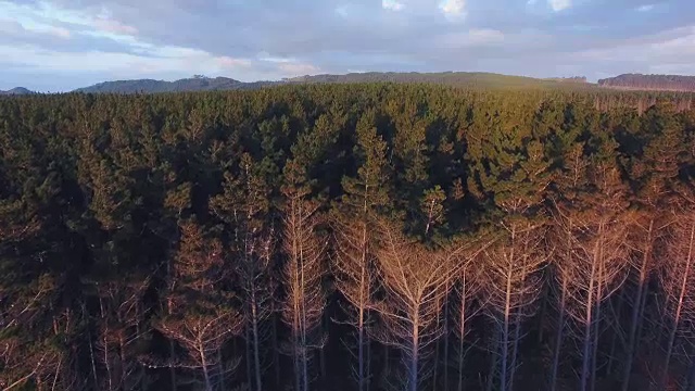 俯瞰松林在Muriwai，奥克兰，新西兰。视频素材