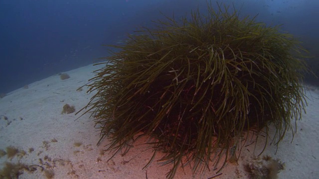 珊瑚礁和海洋生物视频素材