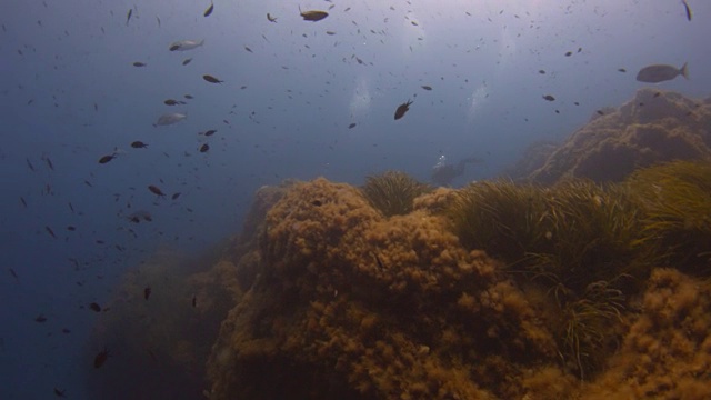 珊瑚礁和海洋生物视频素材