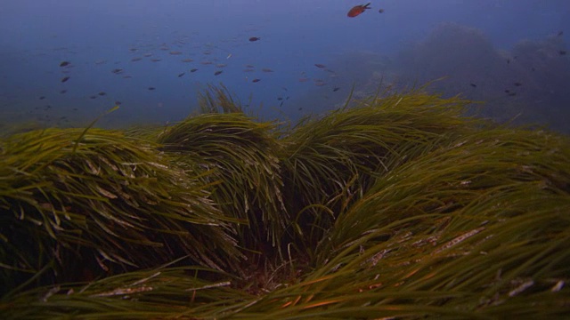 珊瑚礁和海洋生物视频素材