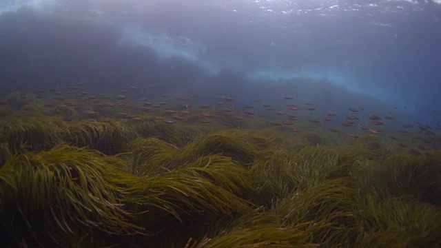 珊瑚礁和海洋生物视频素材