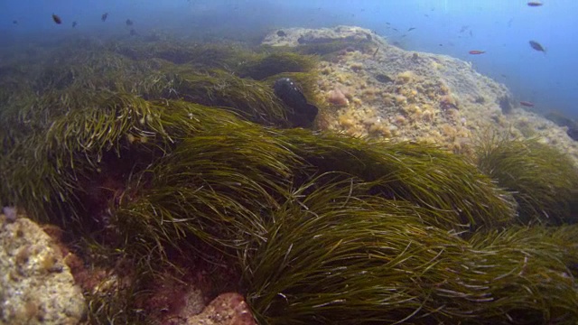 珊瑚礁和海洋生物视频素材