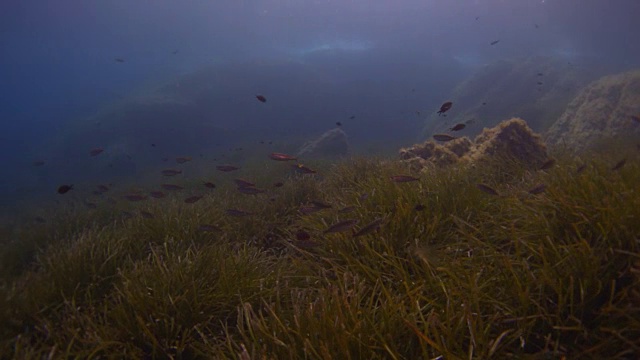 珊瑚礁和海洋生物视频素材