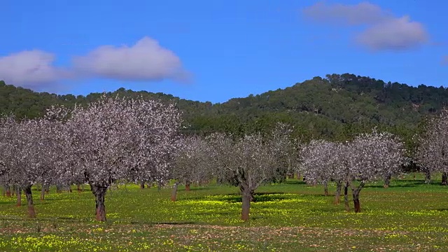 盛开的杏树附近的Santanyi，马略卡岛，巴利阿里群岛，西班牙视频素材