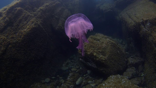 珊瑚礁和海洋生物视频素材