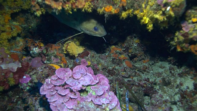 地中海的海洋生物视频素材