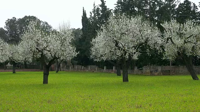 西班牙巴利阿里群岛马略卡岛Pollenca附近的杏树开花视频素材