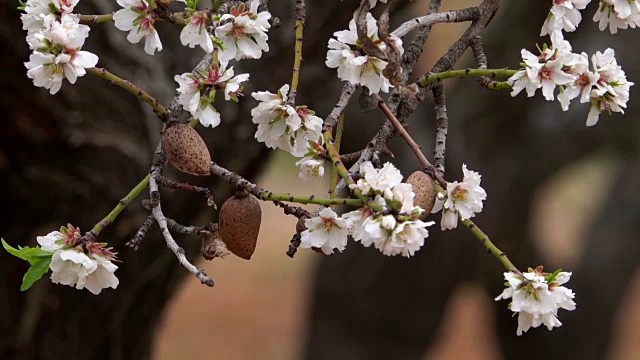 杏花，马略卡岛，巴利阿里群岛，西班牙视频素材