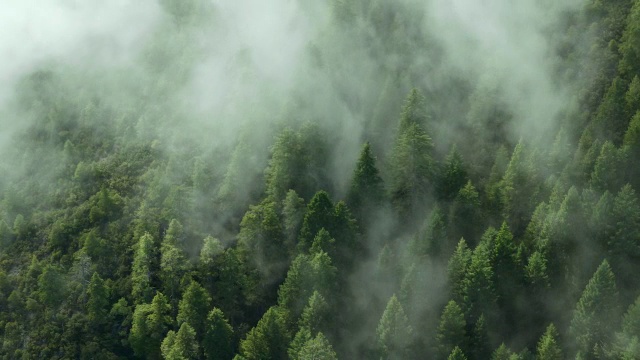 雾漂浮在六河国家森林的红杉林上。视频素材