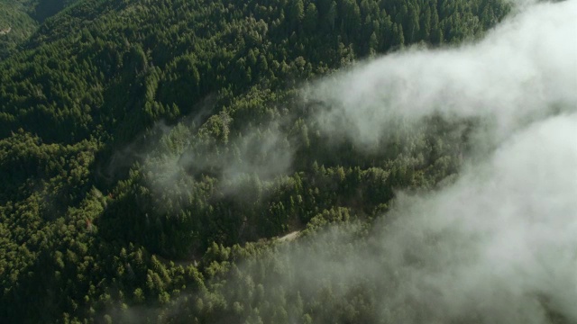 在加州德尔诺特县的克拉马斯山脉，雾气笼罩着红木森林。视频素材