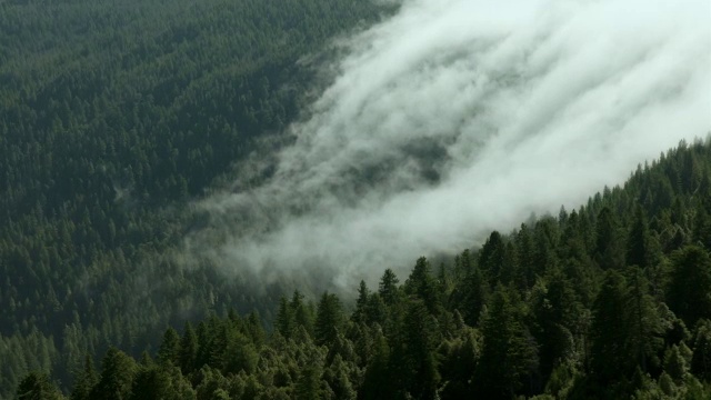 在北加州，雾卷过山脊，进入针叶林。视频素材