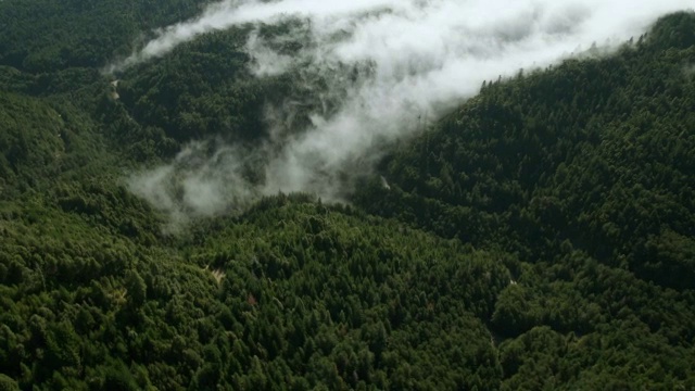 浓雾笼罩着克拉马斯山脉，进入常绿森林的山谷。视频素材