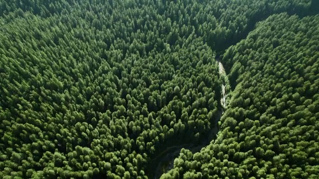 鸟瞰图飞过大树地区，一个古老的红杉树林，在洪堡红杉州立公园。视频素材