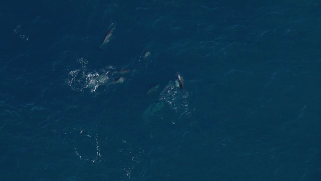 一群飞旋海豚(Stenella longirostris)在考艾岛海岸附近的水域嬉戏。视频素材