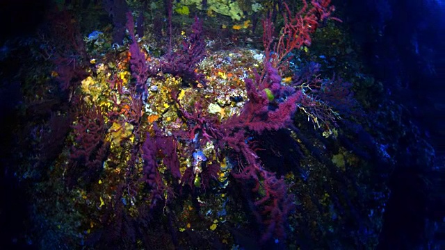 地中海的海洋生物视频素材