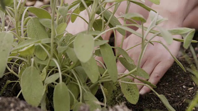 女性手CU种植鼠尾草植物。视频下载