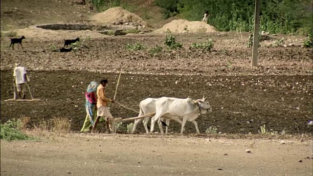 在印度西部的古吉拉特邦，农民们用牛来犁地。视频素材