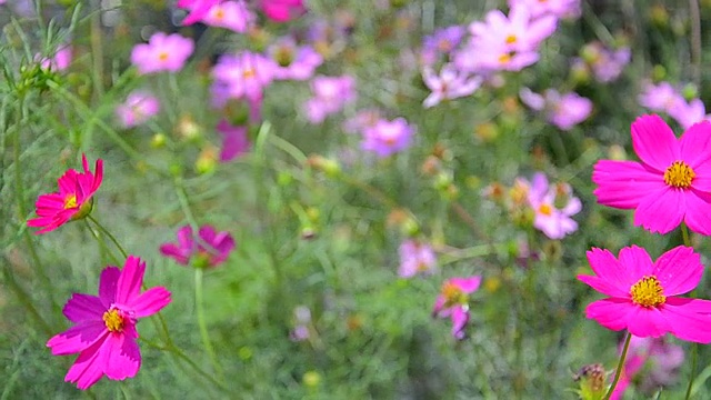 摇摄美丽的宇宙花在微风中摇曳。视频素材