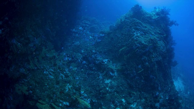 地中海的海洋生物视频素材