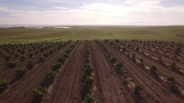 低空飞过葡萄园美丽的上升揭示，玉米田和农业生产如玉米，小麦，大豆，向日葵，葡萄园与拖拉机，伐木4K视频视频素材