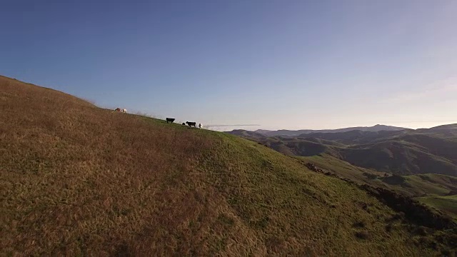 奶牛在一个小山拉开，玉米田和农业生产如玉米，小麦，大豆，向日葵，葡萄园与拖拉机，伐木4K视频视频素材