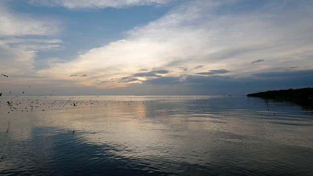 日落时天空中的一群海鸥视频素材