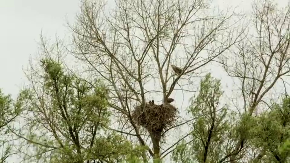 荷兰，Werkendam，国家公园De Biesbosch。白尾鹰。与三只幼鸟筑巢视频素材