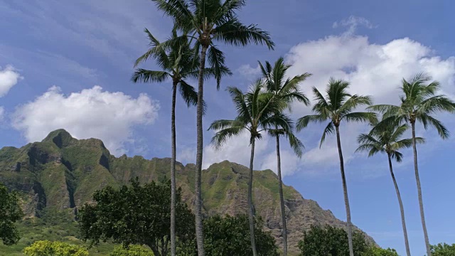 夏威夷Ka'a'awa山，棕榈树和蓝色的天空在4k视频素材