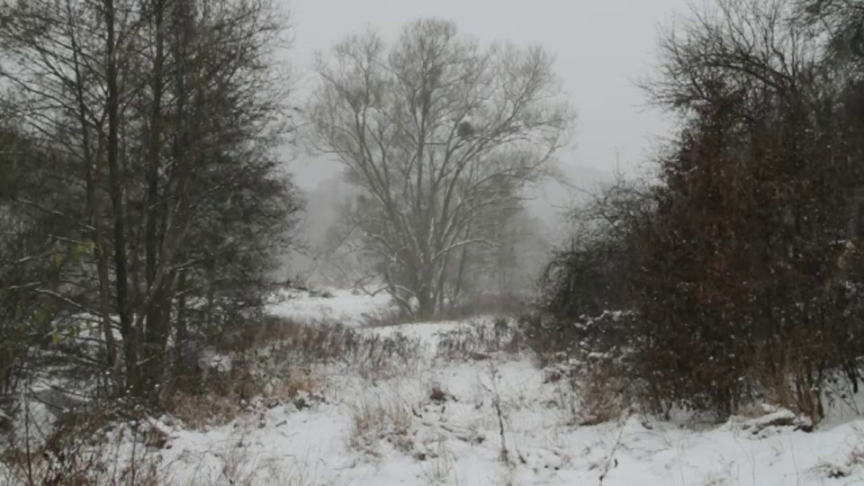 雪落在森林里。视频素材