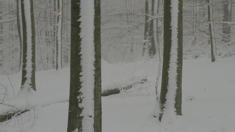 雪覆盖了山毛榉森林。视频素材