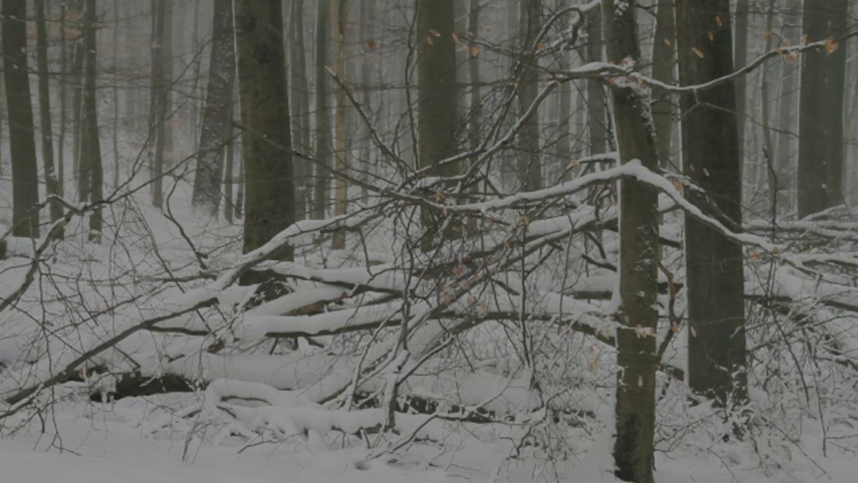 雪落在森林里。视频素材