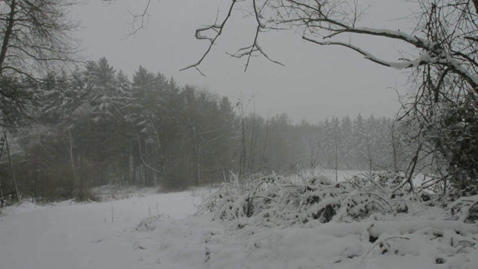 冬天雪花落在森林里。视频素材