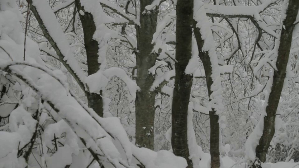 雪落在樱桃树上。视频素材