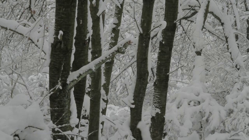 雪落在樱桃树上。视频素材