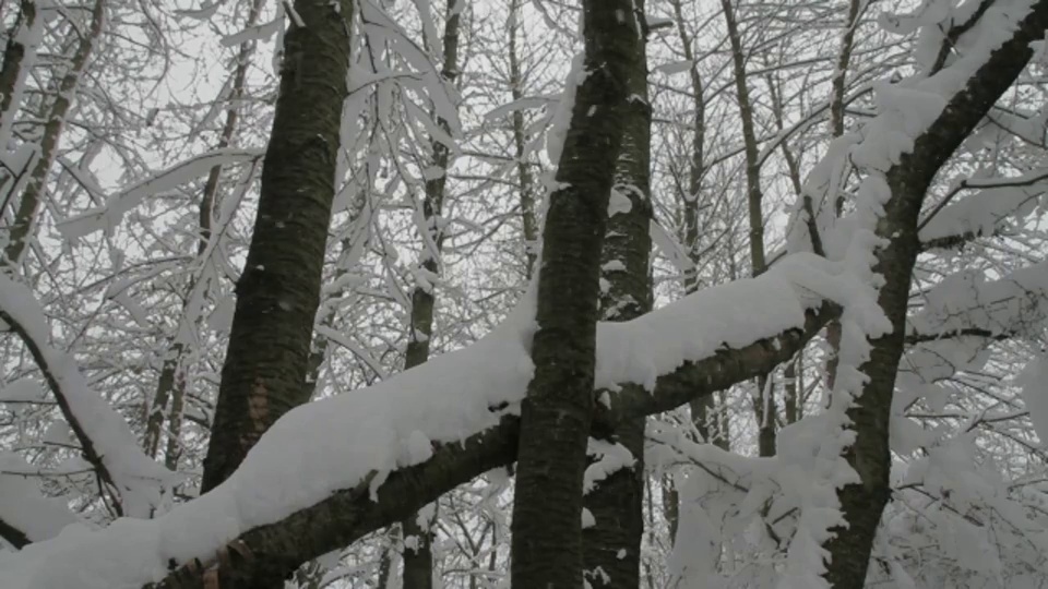 雪落在樱桃树上。视频素材