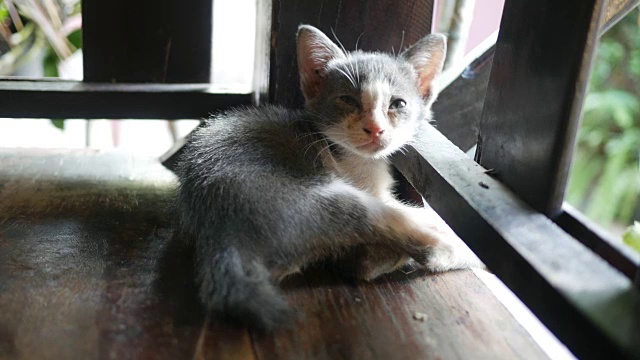 灰白相间的小猫坐在木地板上视频素材